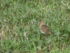 Alauda arvensis japonica
