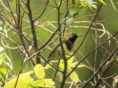 Cinnyris jugularis rhizophorae