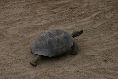 Chelonoidis niger vicina