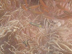 Ostorhinchus compressus