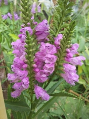 Physostegia virginiana