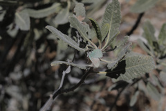 Callophrys dumetorum