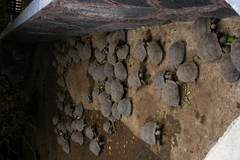 Chelonoidis niger vicina