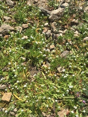 Plagiobothrys humistratus