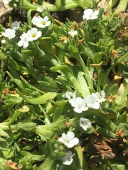 Plagiobothrys humistratus