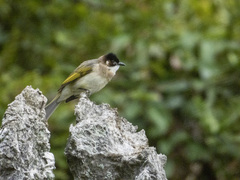 Pycnonotus sinensis hainanus