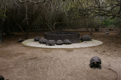 Chelonoidis niger vicina