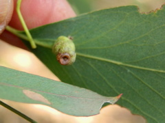 Apiomorpha spinifer