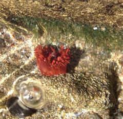 Anemonia alicemartinae