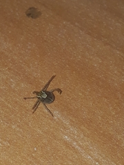 Amblyomma cajennense