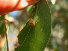 Apiomorpha spinifer