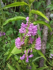 Physostegia virginiana