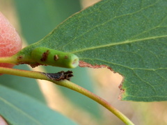 Apiomorpha spinifer
