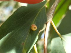 Apiomorpha spinifer