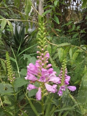 Physostegia virginiana