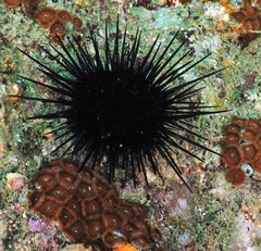 Heliocidaris crassispina