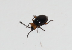 Encymon immaculatus