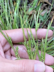 Image of Carex blanda