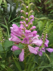 Physostegia virginiana