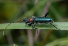 Cartallum ebulinum