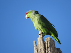 Amazona finschi × viridigenalis