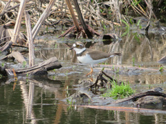 Charadrius dubius