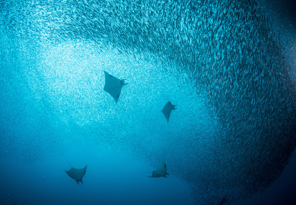 Pygmy devil ray (Mobula eregoodootenkee) — Myliobatidae