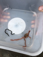 Tubulanus