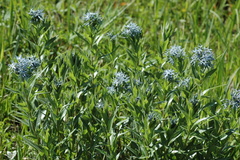 Amsonia repens