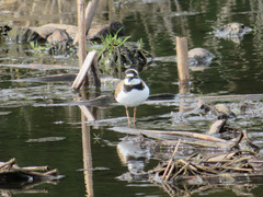Charadrius dubius
