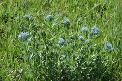 Amsonia repens