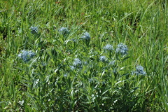 Amsonia repens