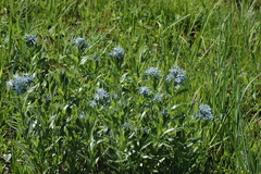 Amsonia repens