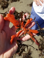 Metandrocarpa dura