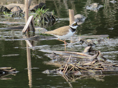 Charadrius dubius