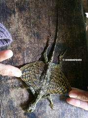Draco melanopogon