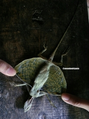 Draco melanopogon