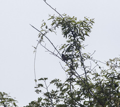 Cinnyris jugularis rhizophorae