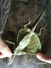 Draco melanopogon