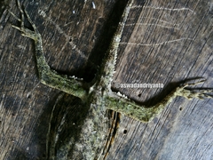 Draco melanopogon