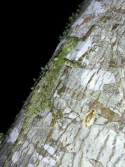 Draco melanopogon