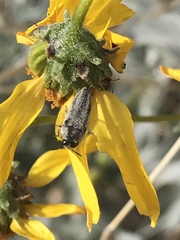 Acmaeodera latiflava lineipicta