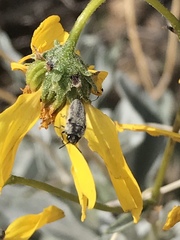 Acmaeodera latiflava lineipicta