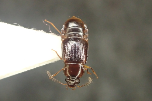 Phyllodrepa Phyllodrepoidea crenata · iNaturalist