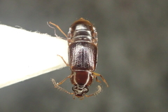 Phyllodrepoidea crenata