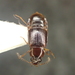 Phyllodrepoidea crenata - Photo (c) Kevin Gielen, algunos derechos reservados (CC BY-NC), uploaded by Kevin Gielen