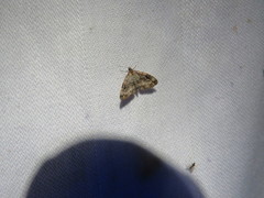 Melanomma auricinctaria