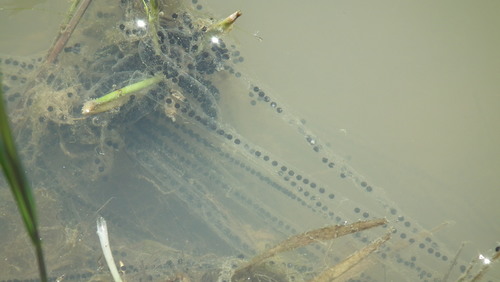 Raucous Toad, photo 7 of 7