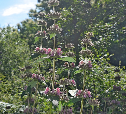 Phlomis samia, photograph 5