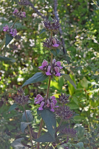 Phlomis samia, photograph 4